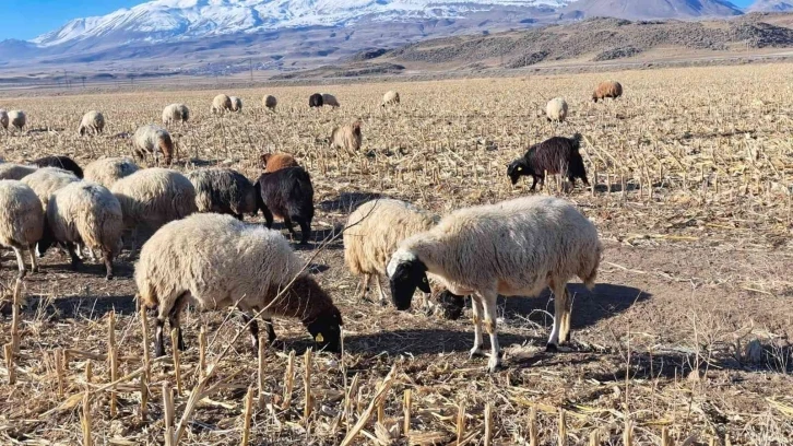 Bahar havası çiftçilere yaradı