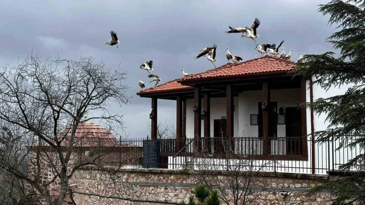 Baharın gelişiyle göç eden leylekler Şeyh Edebali Türbesi’nde de mola verdi
