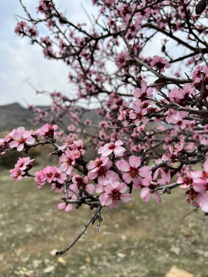 Baharla birlikte çiçek açan bademler, çiftçileri kara kara düşündürüyor
