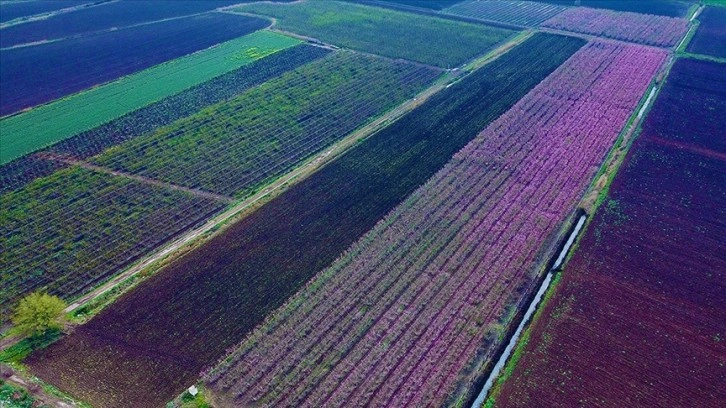 Baharla renklenen Amik Ovası'nda çiftçiler bahçelerine girmeye başladı