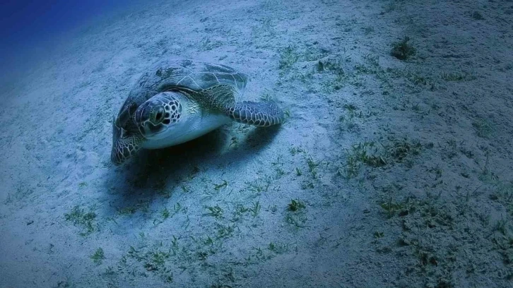 “Caretta carettaların yuva sayısı 2 bin 551’e ulaştı”