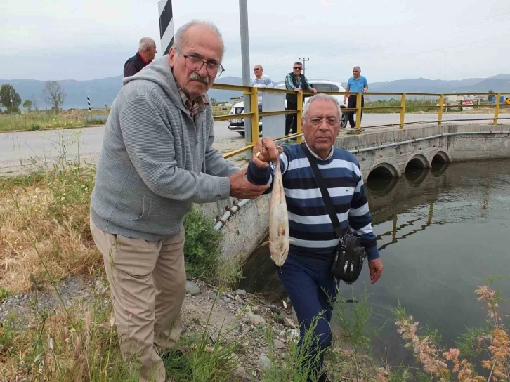 Balıkesir’de doğal sit alanı olan derede balık ölümleri başladı
