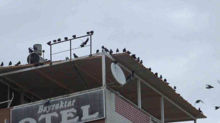 Balıkesir’de kargaların kent üzerindeki dansı ilgiyle izlendi
