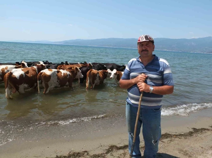 Balıkesir’de sıcaktan bunalan inekler soluğu denizde alıyor
