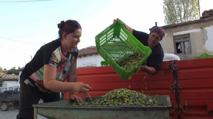 Balıkesir’de yeşil zeytin alımı başladı