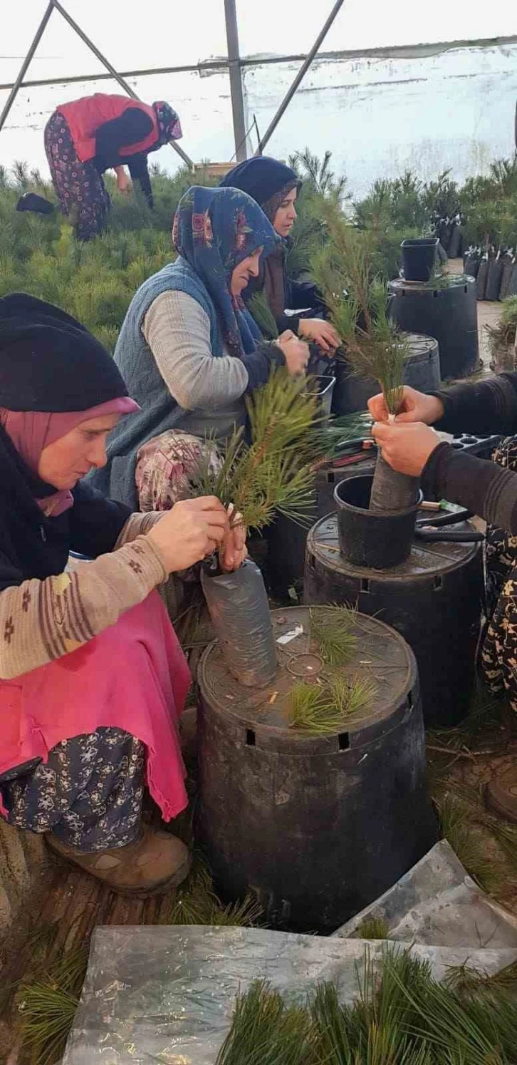 Balıkesir Ormanlarının genetik formasyonu geleceğe taşınacak
