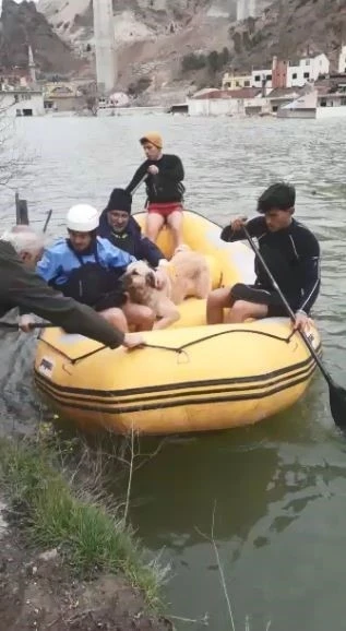 Baraj sularının her yeri kapladığı ilçede mahsur kalan sokak hayvanları bot yardımıyla kurtarıldı
