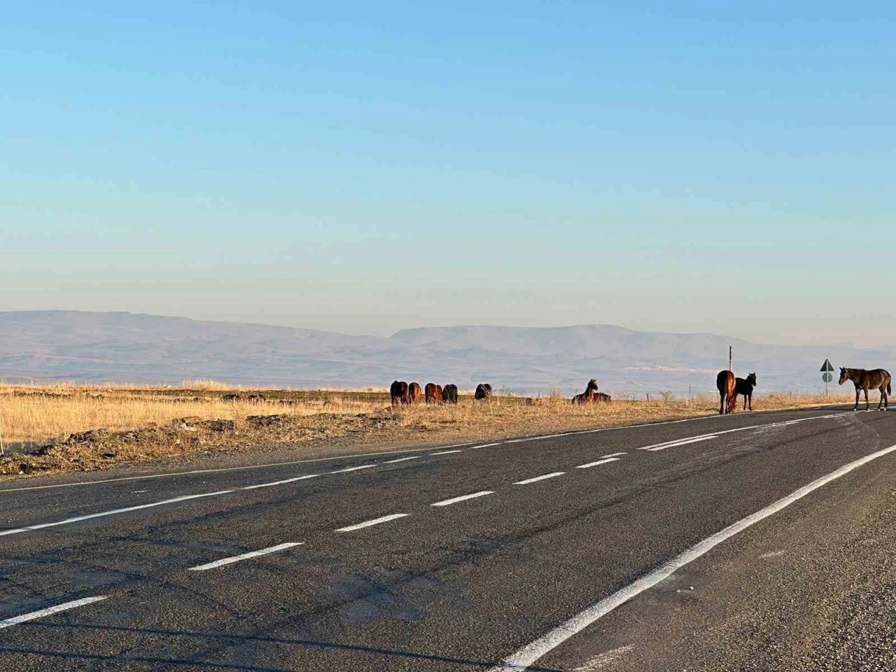 Başıboş atlar tehlike saçıyor
