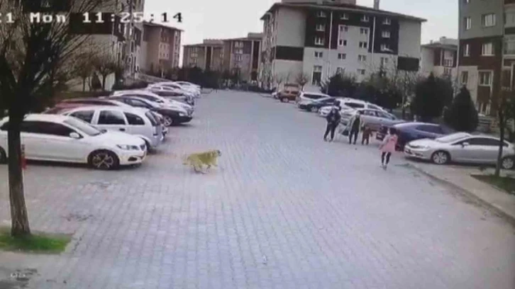 Başıboş köpekler mahalle sakinlerini perişan etti
