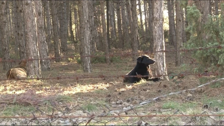 Başıboş köpekler site sakinlerini isyan ettirdi
