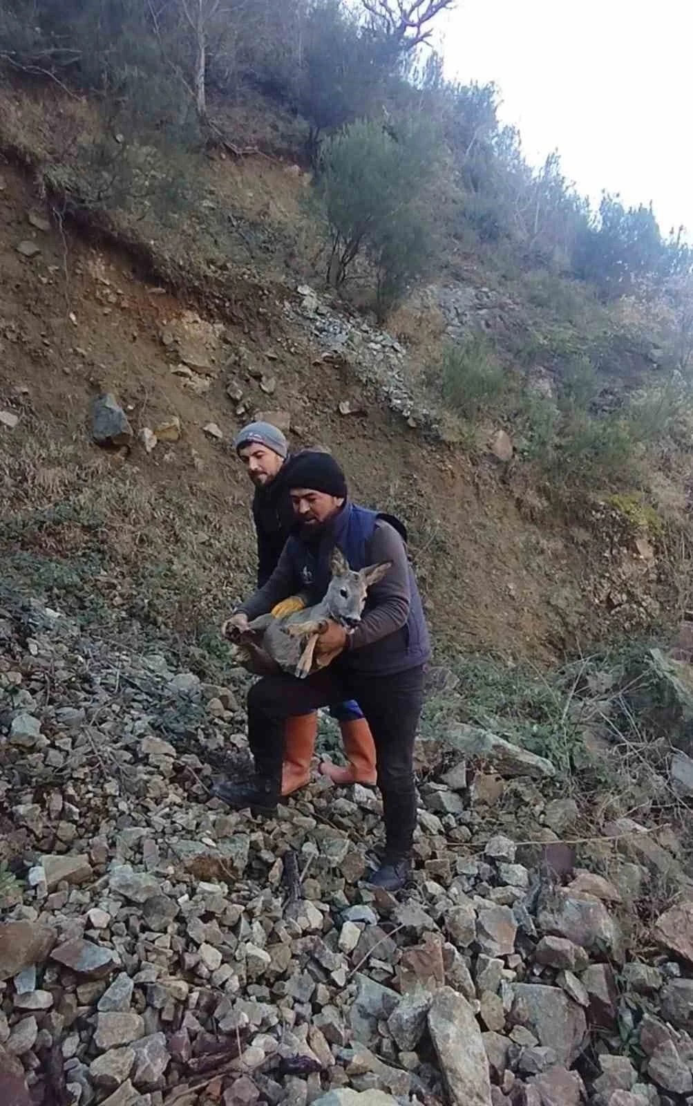 Başıboş köpeklerden kaçıp boş alabalık havuzuna düşen dişi karacayı kurtardılar
