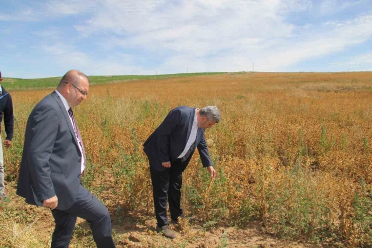 Başkan Altun ve Kaymakam Gülen’den ihtiyaç sahipleri için Aspir hasadı
