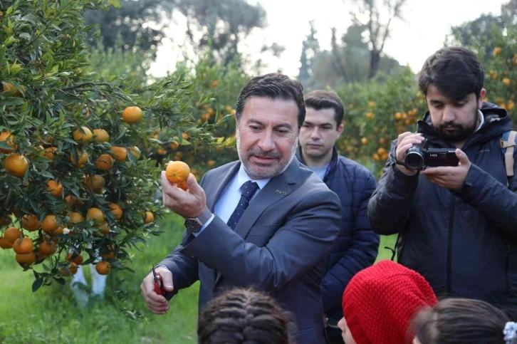 Başkan ve öğrenciler mandalina hasadı yaptı