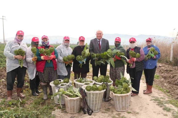 Başkan Atay’dan enginar, kuşkonmaz ve şevketi bostan hasadı
