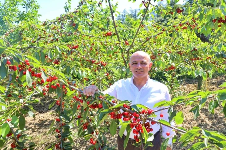 Başkan Söğüt: "Kiraz yetiştiricilerine desteğimiz sürecek"
