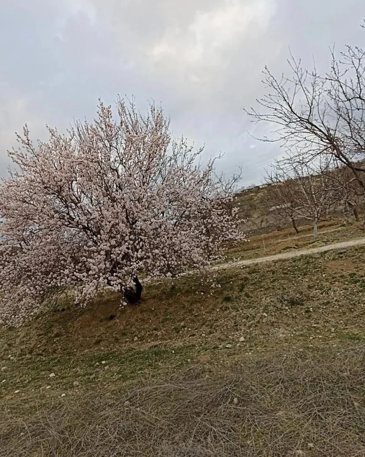 Baskil’de badem ağaçları çiçek açtı
