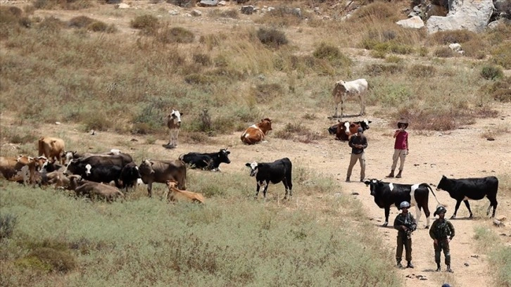 Batı Şeria kırsalındaki Yahudi yerleşimleri, Filistinli çiftçilere hayatı çekilmez kılıyor