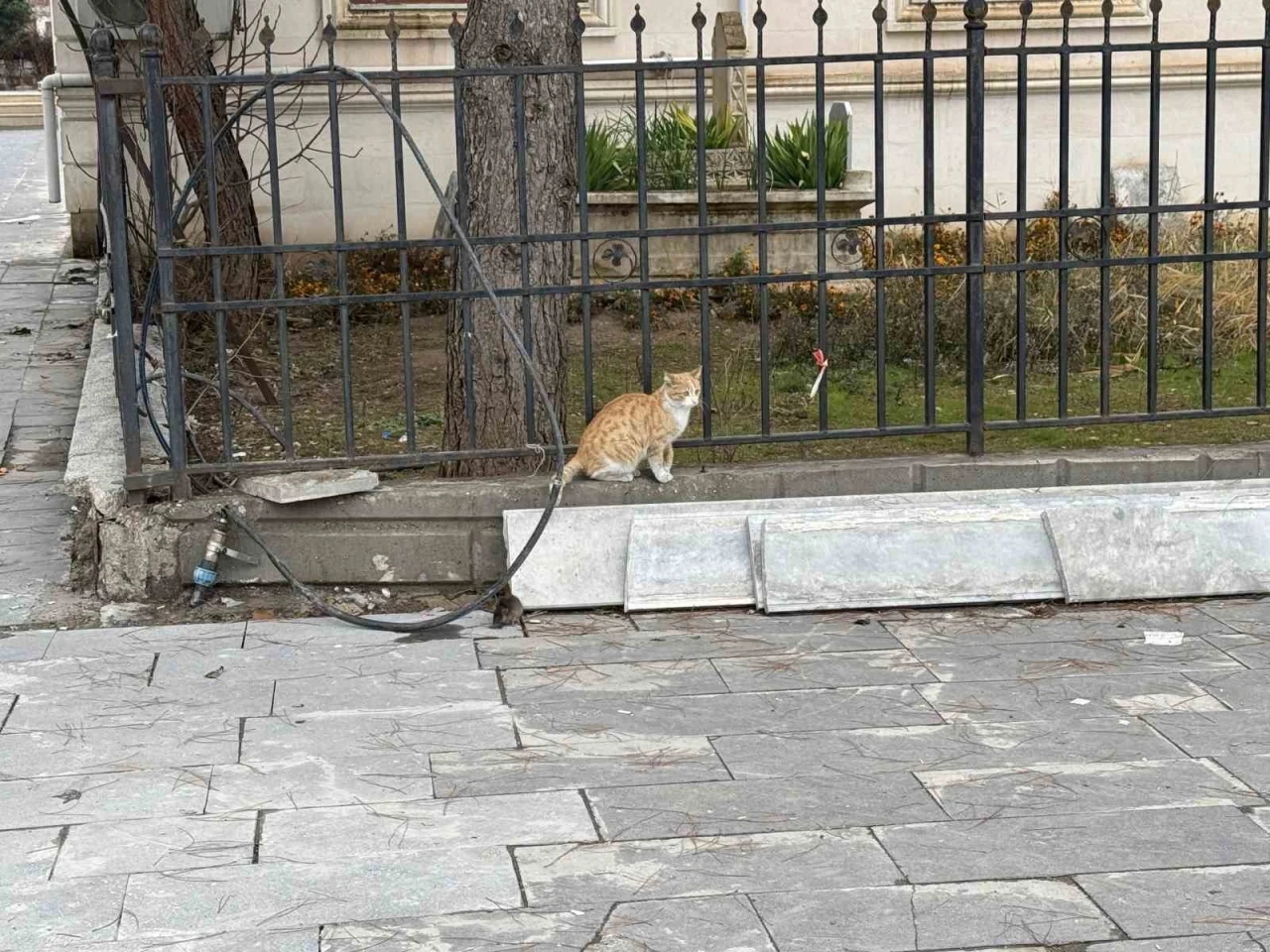 Batman’da kedi fareye diş geçiremedi
