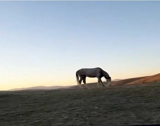 Bayburt’ta cirit sporcusunun atıyla kurduğu dostluk hayran bıraktı
