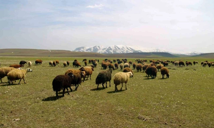 Bayburt’ta meralar küçükbaş hayvanlarla şenlendi
