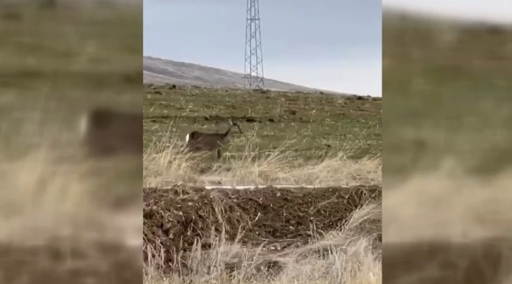 Bayburt’ta tek başına dolaşan karaca görüntülendi
