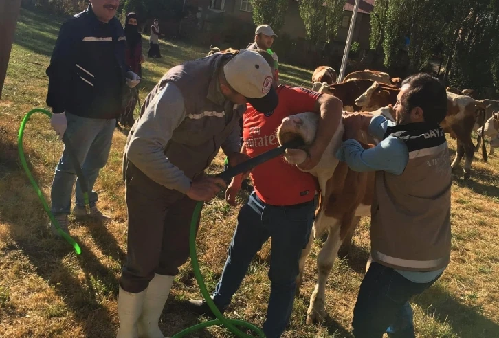 Bayburt’ta yonca tarlasına giren 60 büyükbaş hayvan zehirlendi