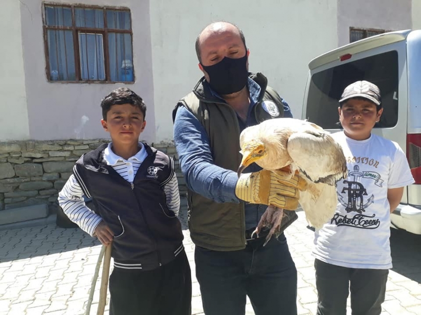 Küçük Akbaba tedavi altına alındı