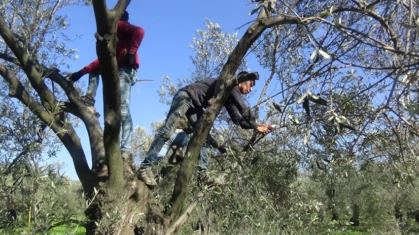 Zeytin budama atıkları ekonomiye kazandırılıyor