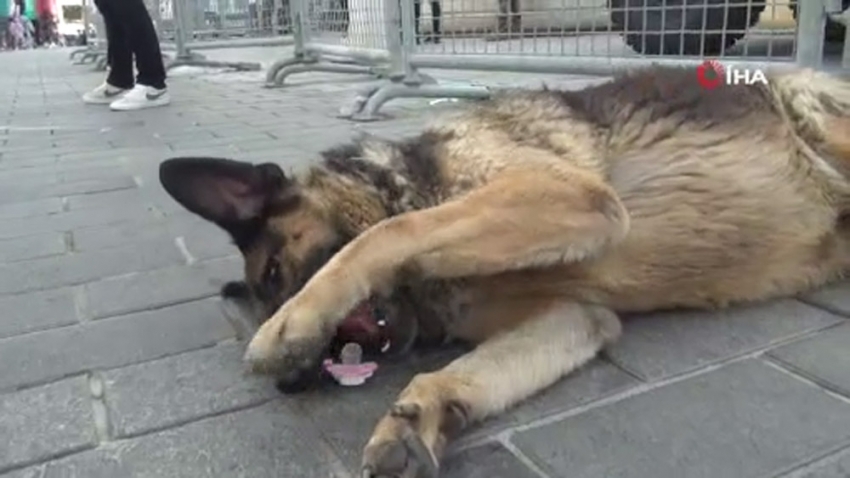 Çocuğun emziğini kaparak emen köpek, ilgi odağı oldu