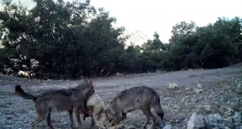 Fotokapanlara kurtlar ve boz ayı takıldı