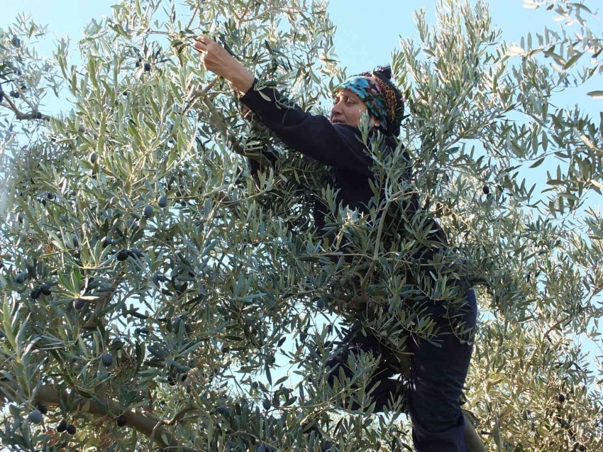 Balıkesir’de zeytin hasadına başlandı