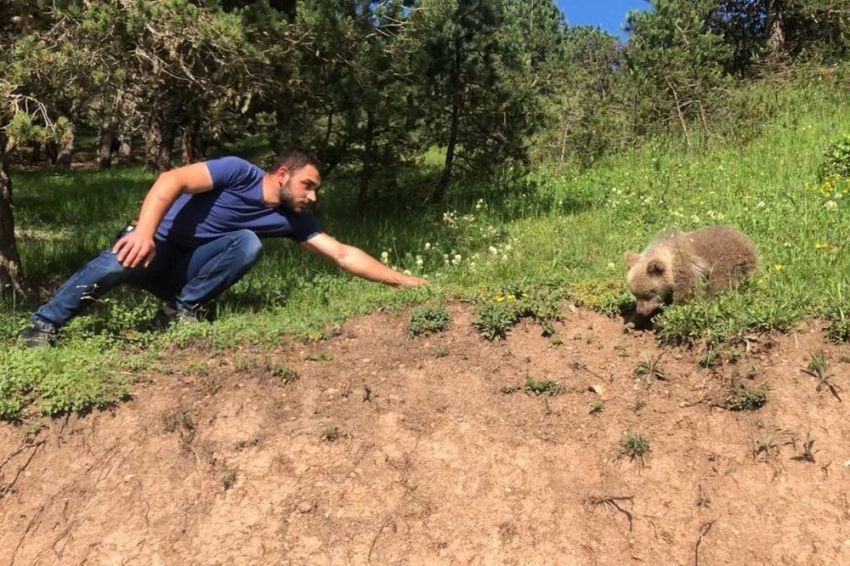 Yavru ayı yola indi, Arap turistler şaştı kaldı