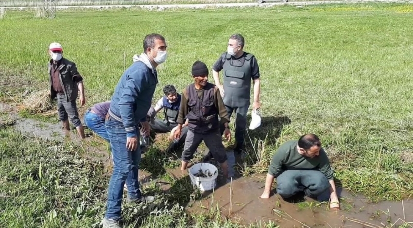 Ölmek üzere olan 3 ton balığı kovalarla taşıdılar