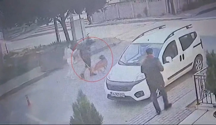 Bekçi ile boksör arasında ’ağızlıksız pitbull’ kavgası
