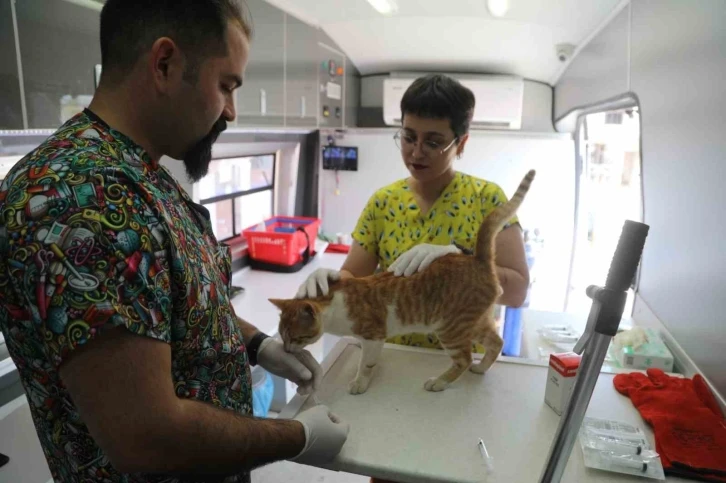 Belediye, sokak hayvanları için çalışmaya devam ediyor
