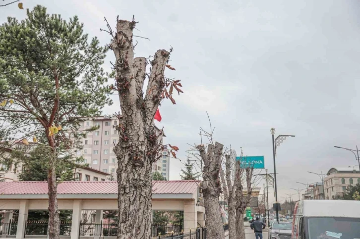 Belediyeden ağaç kesen müdürlük hakkında suç duyurusu
