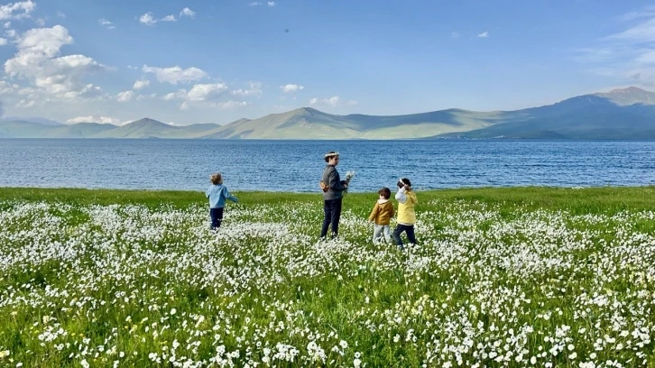 Bembeyaz papatya tarlası fotoğrafçıların gözdesi
