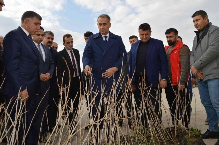 Çiftçilere Antep Fıstığı fidanı dağıtımı yapıldı