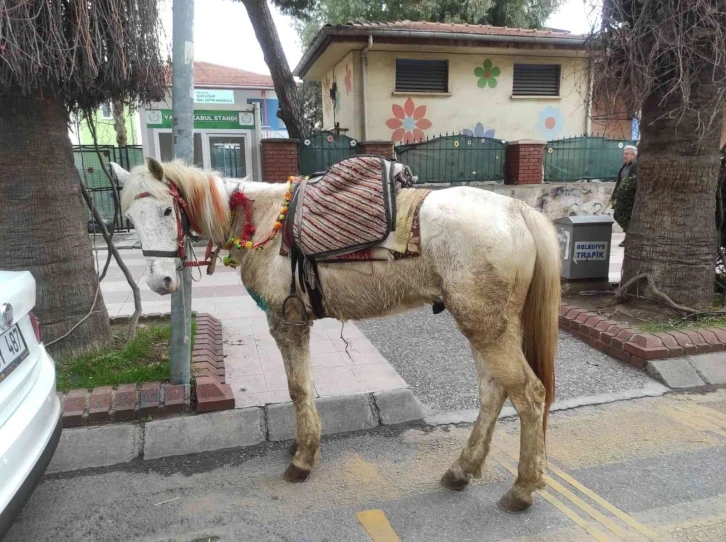 Beyaz atlı kovboy uyarıları dinlemedi, trafik ekipleri atını bağladı
