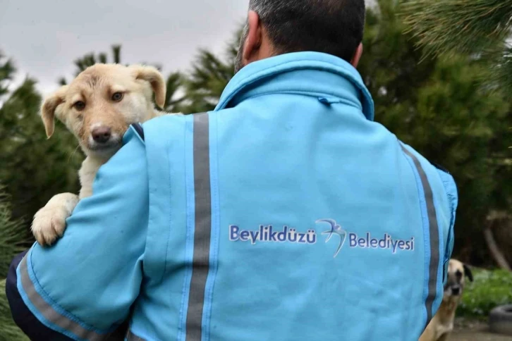 Beylikdüzü Belediye Başkanı Mehmet Murat Çalık Hayvanları Koruma Kanunu’yla ilgili açıklama yaptı
