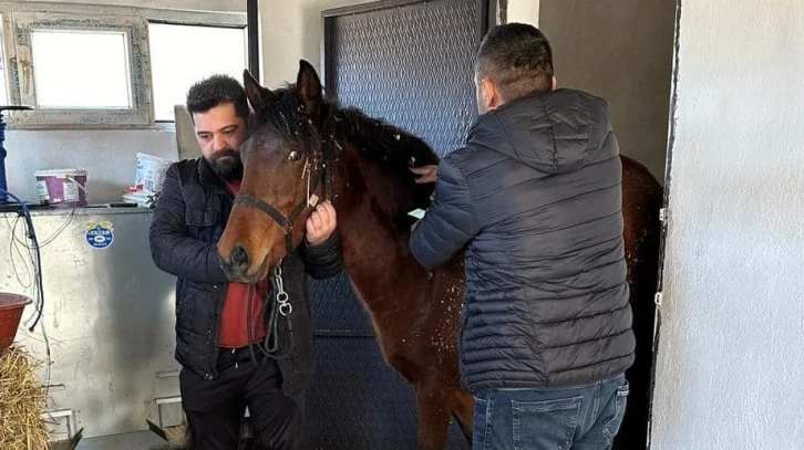 Beyşehir’de rahvan atlara sağlık taraması
