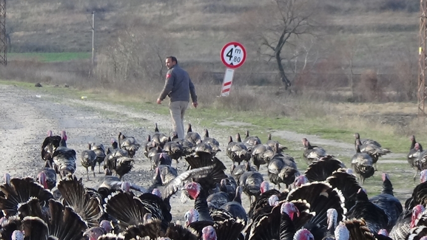 Yetiştiricilerden hindi tavsiyeleri