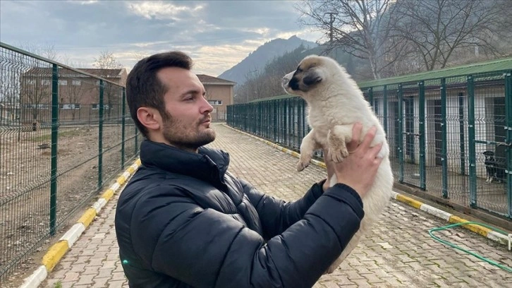 Bilecik'teki barınakta iyileştirilen sahipsiz hayvanlar eğitim verilmeden doğaya bırakılmıyor