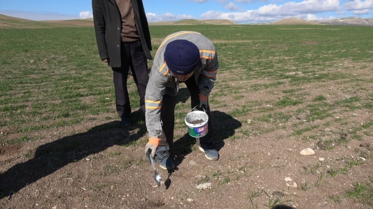 Bilinçsiz ilaçlama doğal dengeyi bozdu, tarla farelerinin popülasyonunu artırdı
