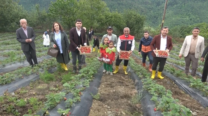 Bin rakımda yetişen çilek, pazar sorunu yaşamıyor