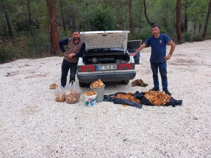 Bir günde 100 kilogram mantar topladılar