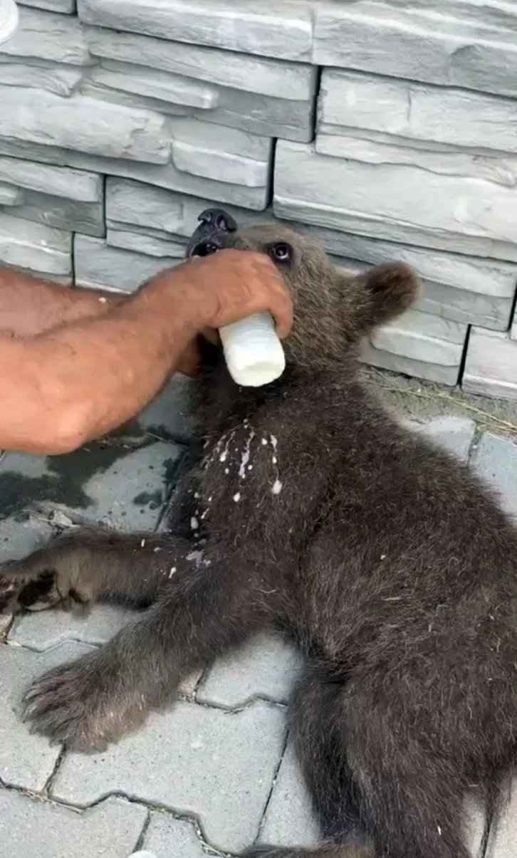 Bitkin halde buldukları yavru ayıyı biberonla beslediler
