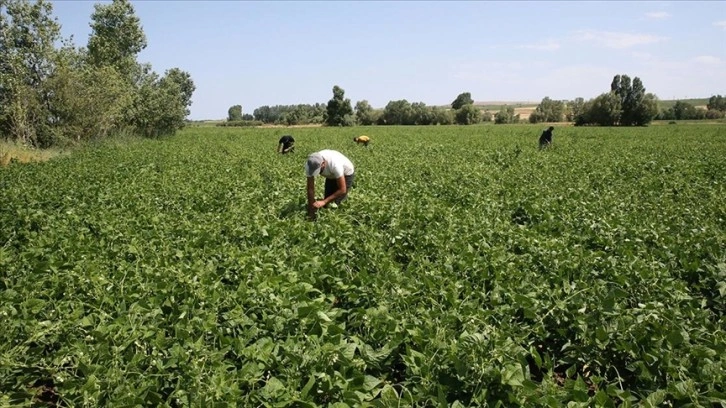 Bitlis'te atıl durumdaki 40 bin dekar alandan 16 bin 500 dekarı üretime kazandırıldı