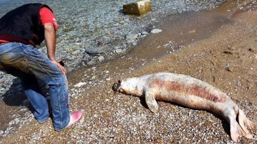 Bodrum’da denizde ölü Akdeniz foku bulundu