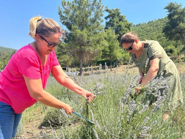 Bodrum’da lavanta hasadı başladı
